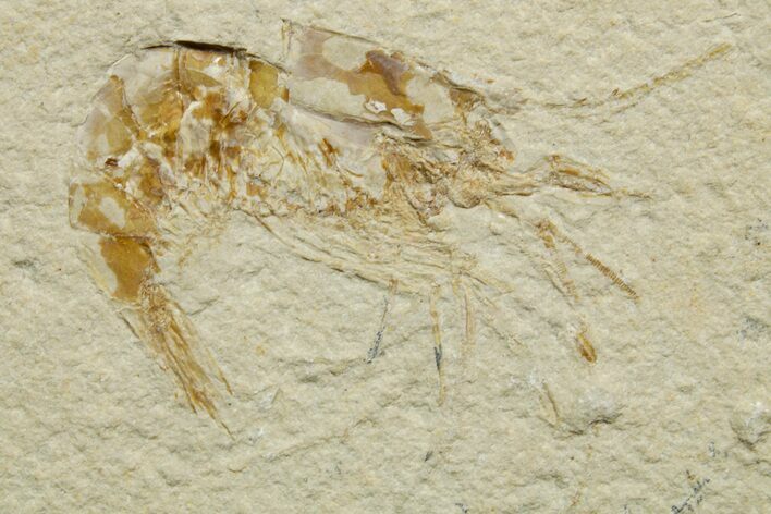 Two Cretaceous Fossil Shrimp - Lebanon #376612